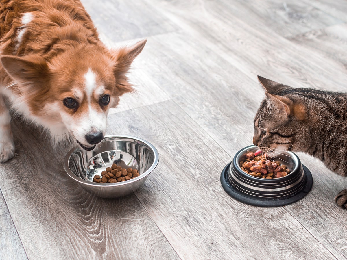 pet food packaging options